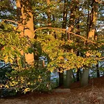 Buczyna W Sierakowie * 谢拉库夫