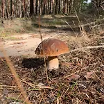 Buczyna W Sierakowie Apartmán *