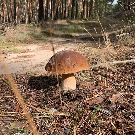 Buczyna W Sierakowie Daire *