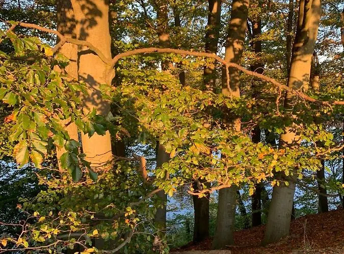 Buczyna W Sierakowie * Sierakow (Greater Poland)