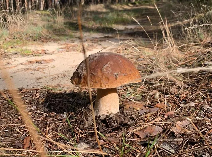 Buczyna W Sierakowie Apartment *